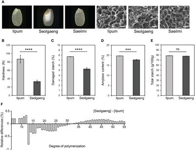 Dry-milled flour rice ‘Seolgaeng’ harbors a mutated fructose-6-phosphate 2-kinase/fructose-2,6-bisphosphatase2